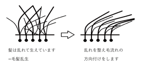 毛流れの方向づけ